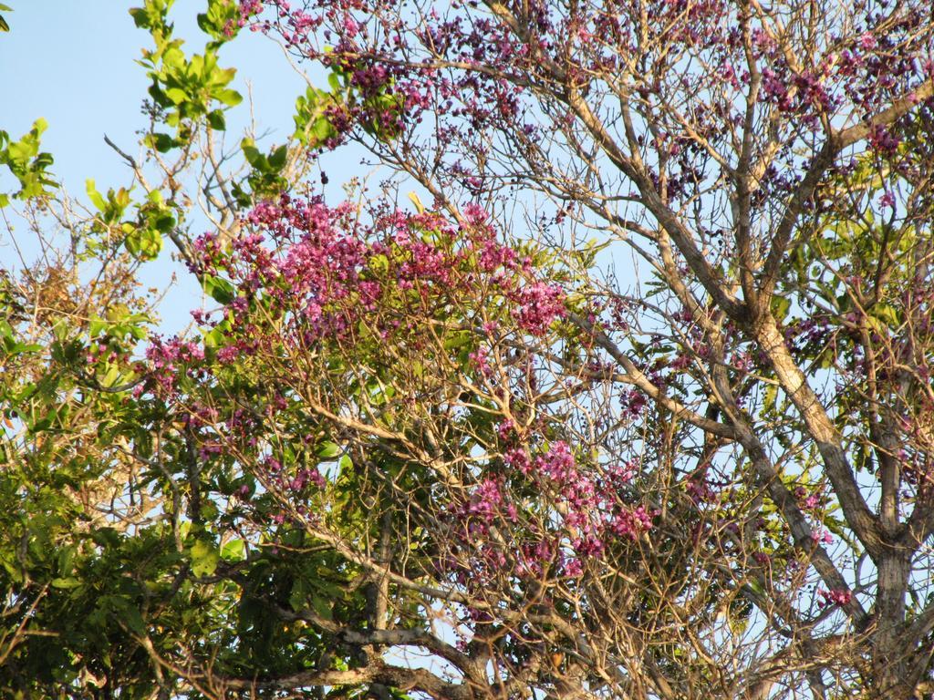 Hotel Fazenda Arara Azul Carolina  Esterno foto